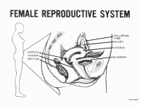 Female-Reproductive-System.pdf