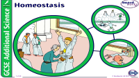 homeostasis.pptx