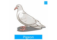 birds.pdf