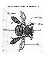 BASIC_STRUCTURE_OF_AN_INSECT.docx