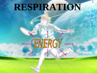 respiration.ppt
