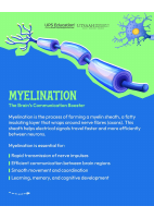 Myelination.pdf